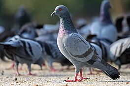 Rotsdo (‘’Columba livia’')