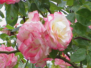 <i>Rosa</i> Handel