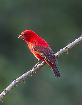 <span class="mw-page-title-main">Scarlet finch</span> Species of bird