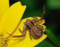 * Nomination: A Xysticus sp. spider waiting for prey - Alvesgaspar 09:43, 13 March 2008 (UTC) * * Review needed