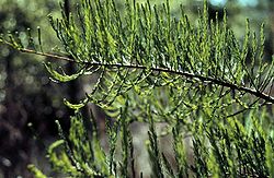 Folhagem de Taxodium ascendens.