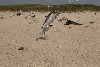 <span class="mw-page-title-main">Monomoy National Wildlife Refuge</span>