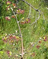 Thalictrum fendleri