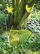 Tulipe sauvage (tulipa sylvestris)