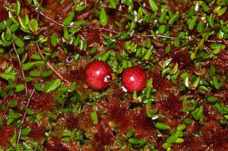 <i>Vaccinium oxycoccos</i> Species of flowering plant