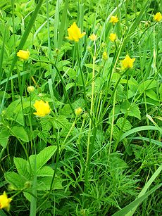 Vagotasis vėdrynas (Ranunculus polyanthemos)