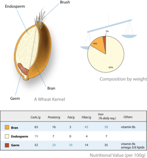 Endosperm