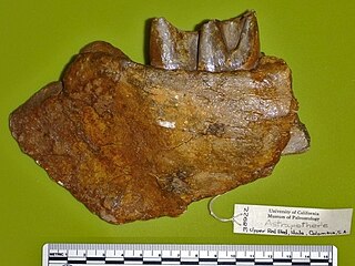 <i>Xenastrapotherium</i>