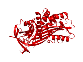 <span class="mw-page-title-main">SERPINB1</span> Protein-coding gene in the species Homo sapiens