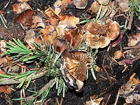 Pacific silver fir (Abies amabilis) cone debris