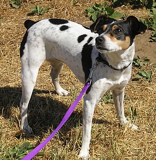 <span class="mw-page-title-main">Rat Terrier</span> Dog breed