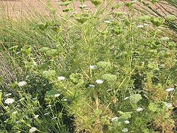 Burkāna visnaga (Ammi visnaga)