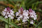 Anacamptis pyramidalis