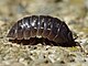 Artrópodes (ici Armadillidium vulgare)