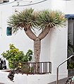 * Nomination Tree in Arrecife, Lanzarote, the Canary Islands, Spain--Lmbuga 01:31, 1 September 2011 (UTC) * Decline Needs id (Dracaena draco?). --Quartl 07:18, 1 September 2011 (UTC) Too dark, and the (cropped) bags in foreground are killing the composition, IMO.--Jebulon 07:45, 1 September 2011 (UTC)* Info It is a Dracaena draco, should be added in the description page --Llez 08:08, 1 September 2011 (UTC)  Comment New version, thanks, but to me it's not QI, you're right: distracting background--Lmbuga 10:48, 1 September 2011 (UTC)