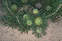 Banksia tridentata