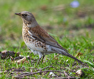 <span class="mw-page-title-main">Muscicapoidea</span> Superfamily of birds