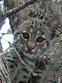 Bobcat-Texas-9135.jpg