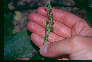 <i>Botrychium minganense</i> North American species of moonwort