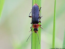 Мягкотелка красноногая (Cantharis rustica)