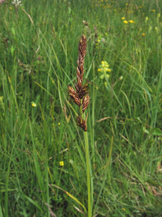 <i>Carex disticha</i> Species of grass-like plant