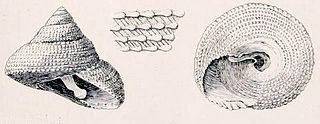 <i>Clanculus leucomphalus</i> Species of gastropod