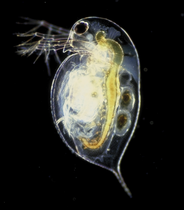 Hrotnatka obecná (Daphnia pulex)