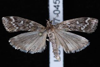 <i>Dioryctria reniculelloides</i> Species of moth