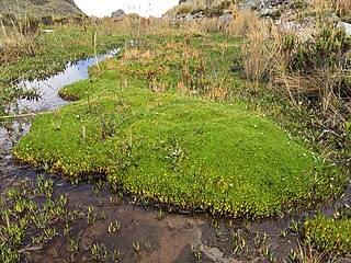 <i>Distichia muscoides</i> Species of flowering plant in the rush family Juncaceae