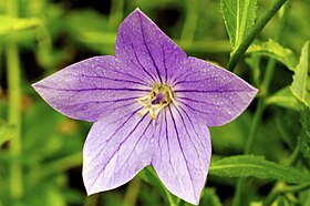 Platycodon grandiflorus