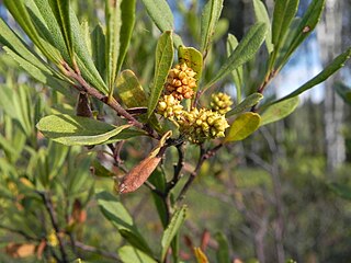 <i>Myrica</i> genus of plants