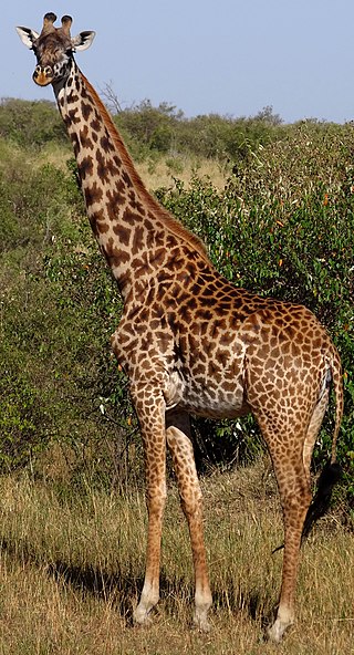 <span class="mw-page-title-main">Masai giraffe</span> Species of giraffe