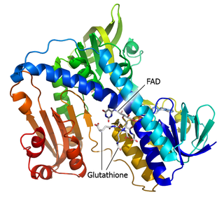 <span class="mw-page-title-main">Glutathione reductase</span> Enzyme