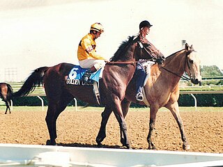 <span class="mw-page-title-main">Golden Choice</span> Canadian-bred Thoroughbred racehorse