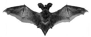 <span class="mw-page-title-main">Big-eared brown bat</span> Species of bat