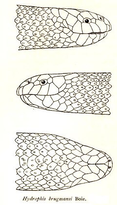 Description de l'image HydrophisBrugmansiRooij.jpg.