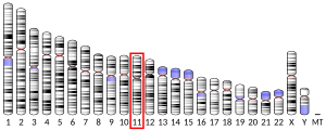 11號染色體