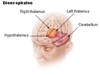 <span class="mw-page-title-main">Diencephalon</span> Division of the forebrain around the third ventricle