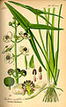 Sagittaria sagittifolia Illustration in: Otto Wilhelm Thomé: "Flora von Deutschland, Österreich und der Schweiz", Gera (1885)