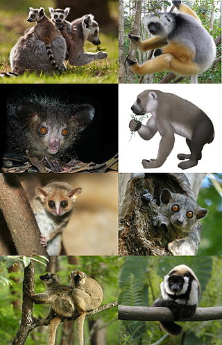 <span class="mw-page-title-main">Lemur</span> Clade of primates endemic to the island of Madagascar