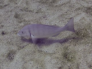 <i>Lutjanus novemfasciatus</i> Species of fish