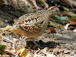 <span class="mw-page-title-main">Madagascar buttonquail</span> Species of bird