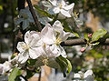 * Nomination Apple tree (Malus domestica) in flower --LC-de 23:14, 30 October 2007 (UTC) * Promotion Rather harsh light, but nevertheless good quality of the picture. -- MJJR 19:47, 31 October 2007 (UTC)