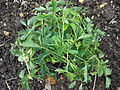 Mimosa pudica with leaves closed