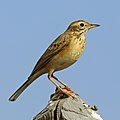 Image 8 Paddyfield pipit Photograph credit: Charles J. Sharp The paddyfield pipit (Anthus rufulus) is a passerine bird in the family Motacillidae, comprising pipits, longclaws and wagtails. About 15 cm (6 in) in length and native to southern Asia, its plumage in both sexes is greyish-brown above and paler yellowish-brown below, with dark streaking on the breast. A bird of open country, pasture and cultivated fields, it sometimes makes short flights, but mostly runs on the ground, foraging for insects and other small invertebrates. The paddyfield pipit builds its cup-shaped nest in a concealed location on the ground, and may have two or more broods in a year. This A. r. rufulus individual was photographed in Kanha Tiger Reserve, in the Indian state of Madhya Pradesh. More selected pictures