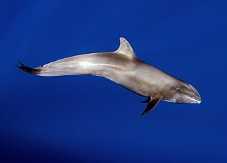 <span class="mw-page-title-main">Melon-headed whale</span> Species of mammal