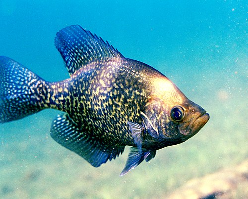 Black Crappie