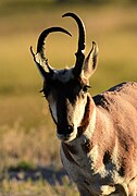 Pronghorn on Seedskadee National Wildlife Refuge (53132459440).jpg