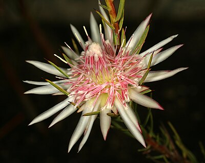 Blom van 'n Kasteelkloofsuikerbos (Protea mucronifolia) te Kirstenbosch Nasionale Botaniese Tuin.