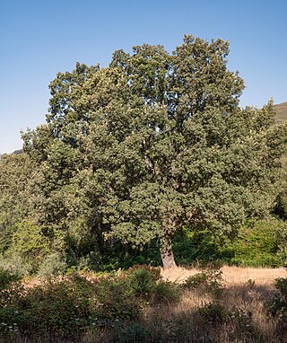 <i>Quercus pyrenaica</i> Species of oak tree